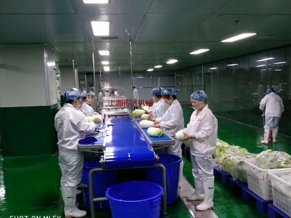 大白菜分揀輸送機